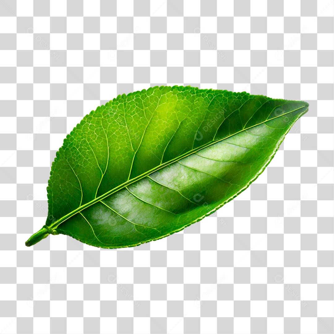 Folha de Limão PNG Transparente