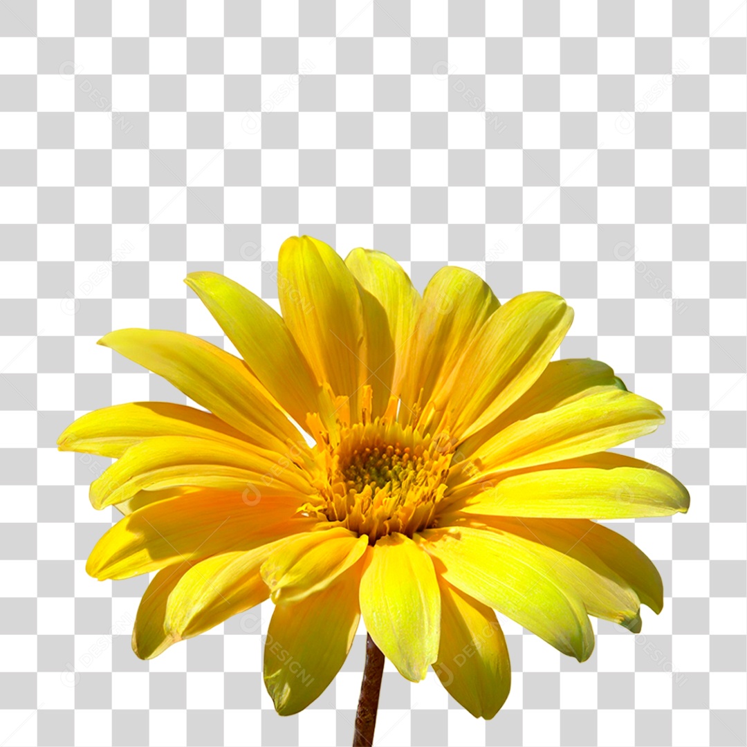 Flor Amarela PNG Transparente