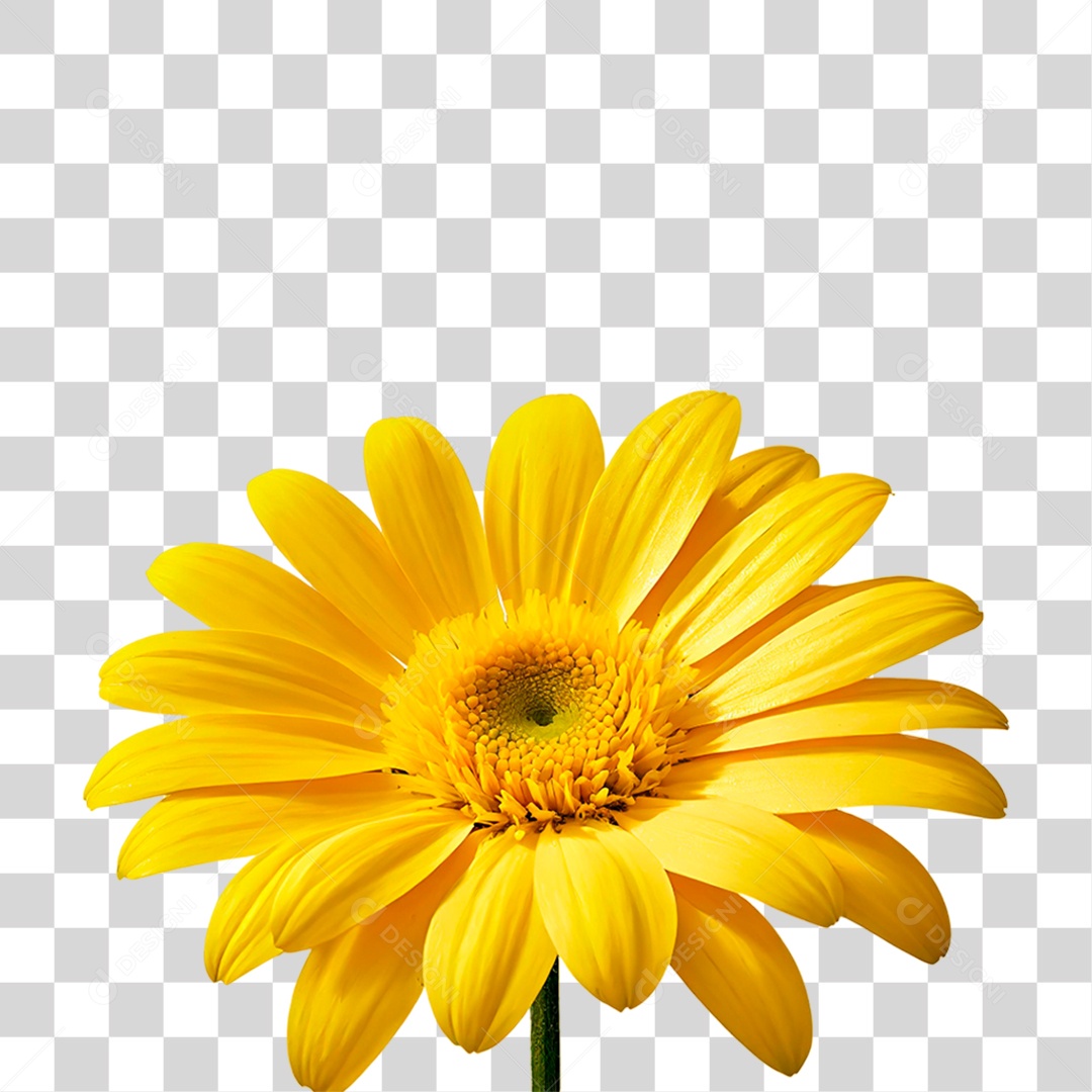 Flor Amarela PNG Transparente