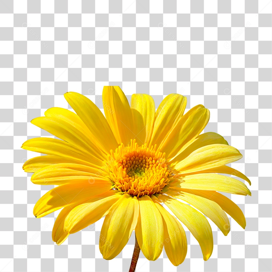 Flor Amarela PNG Transparente