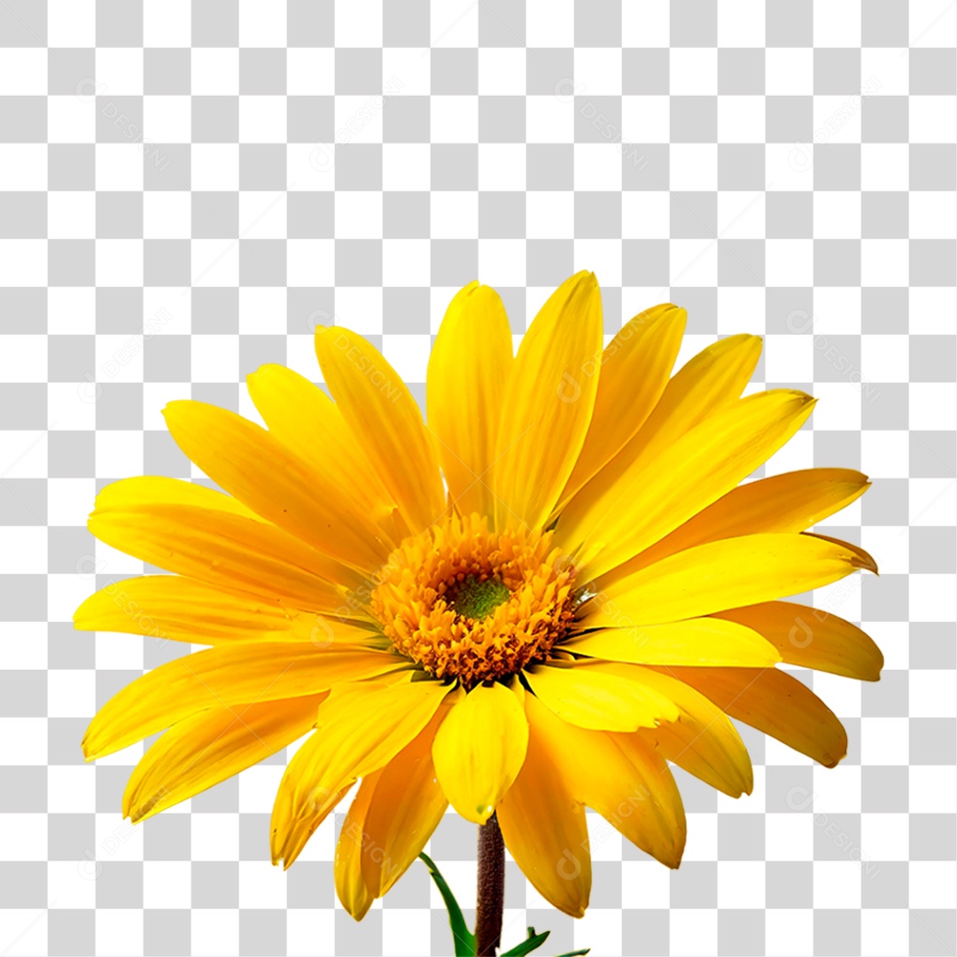 Flor Amarela PNG Transparente