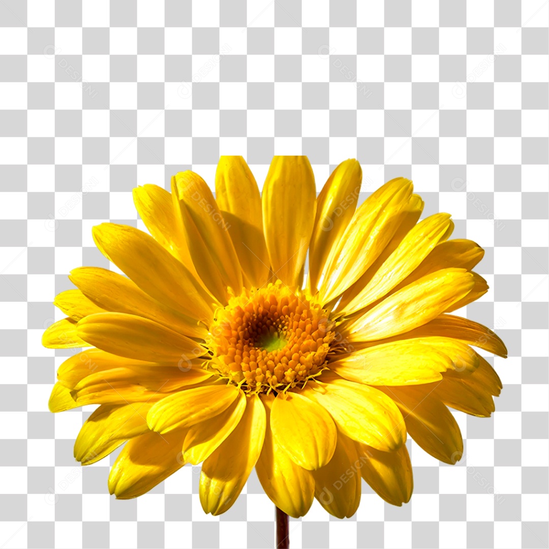 Flor Amarela PNG Transparente
