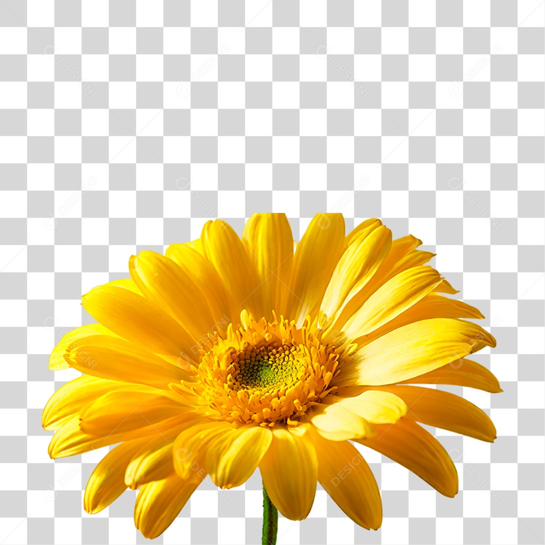Flor Amarela PNG Transparente