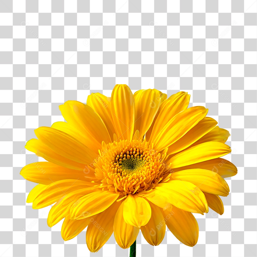 Flor Amarela PNG Transparente