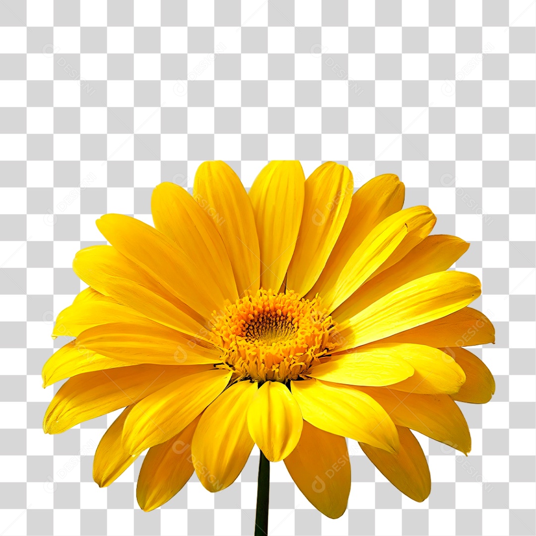 Flor Amarela PNG Transparente