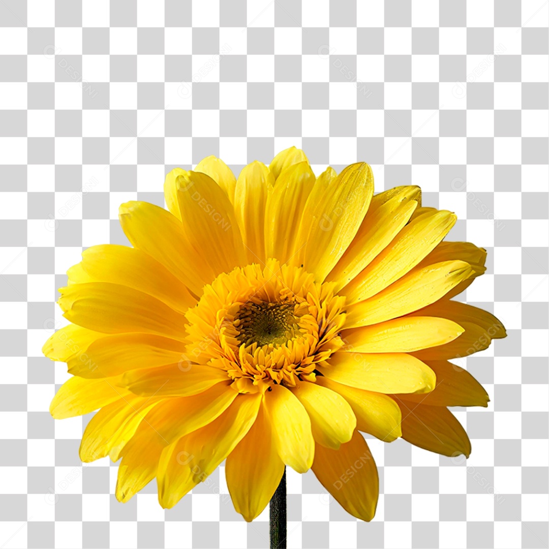 Flor Amarela PNG Transparente