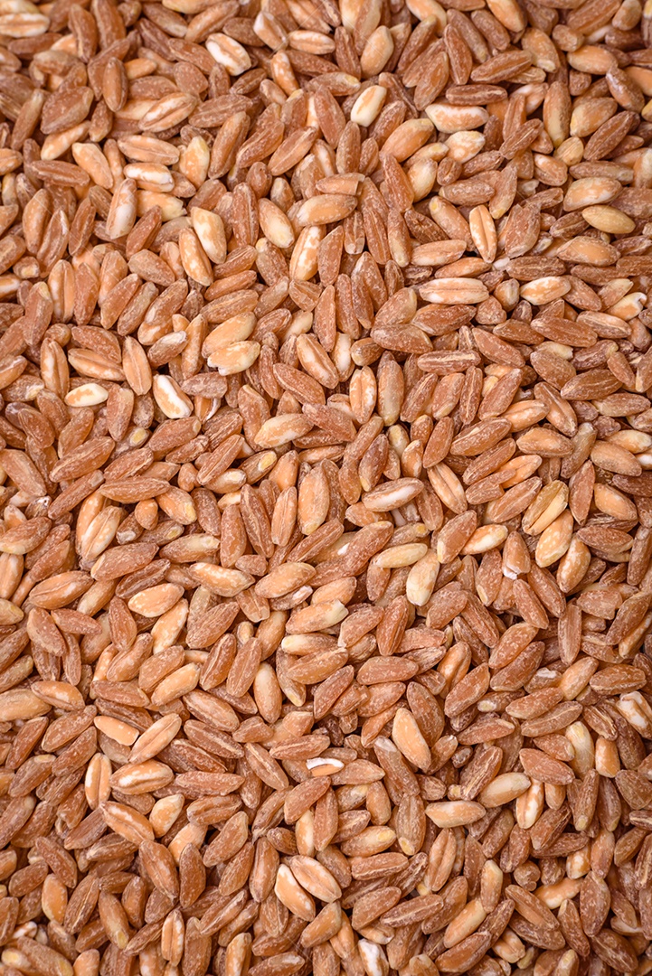 Grãos grandes de mingau de trigo ficam marrons quando crus. Cozinhando um delicioso mingau nutritivo