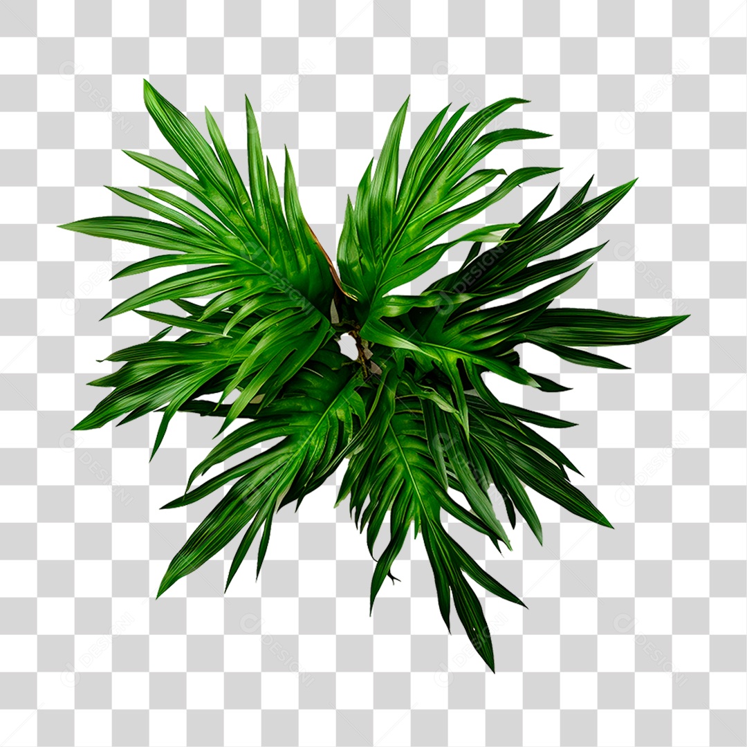 Planta Canção da Índia PNG Transparente