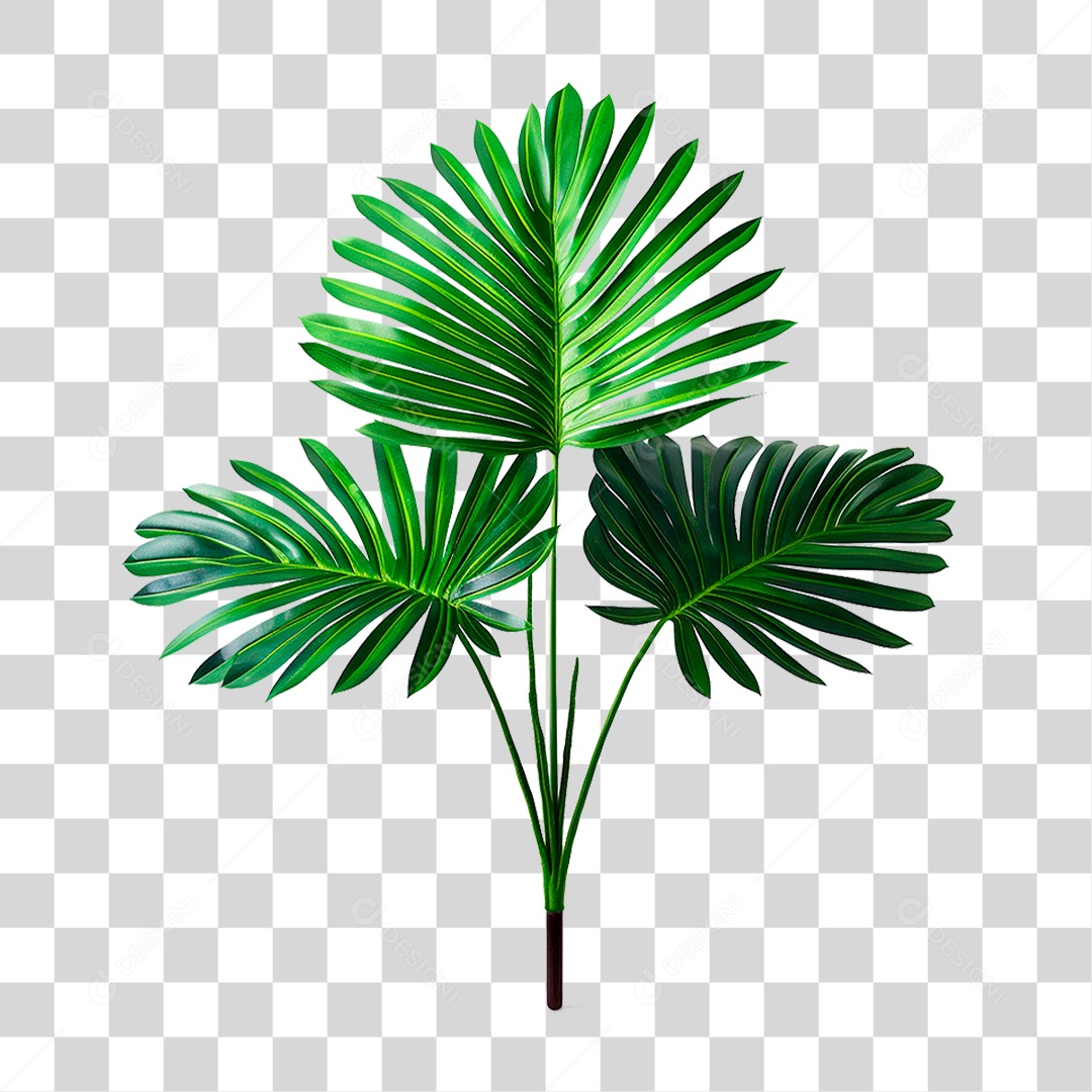 Coqueiro Verde PNG Transparente