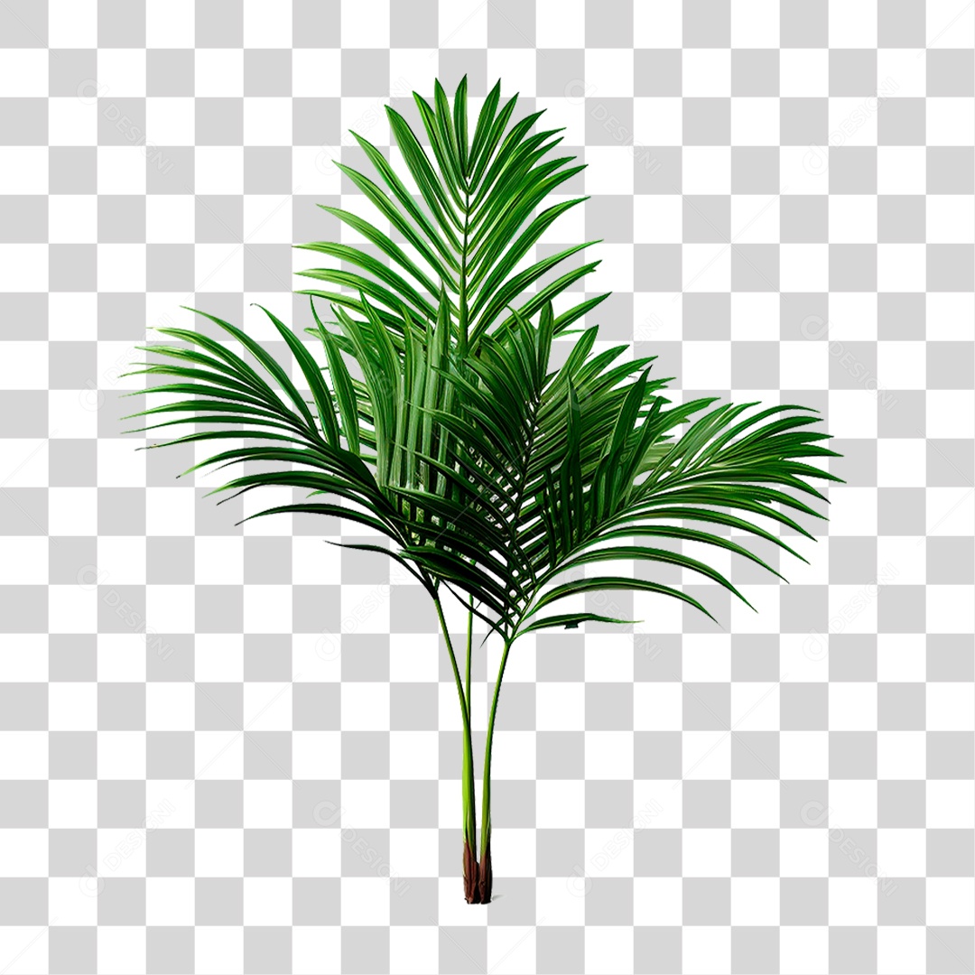 Coqueiro Verde PNG Transparente