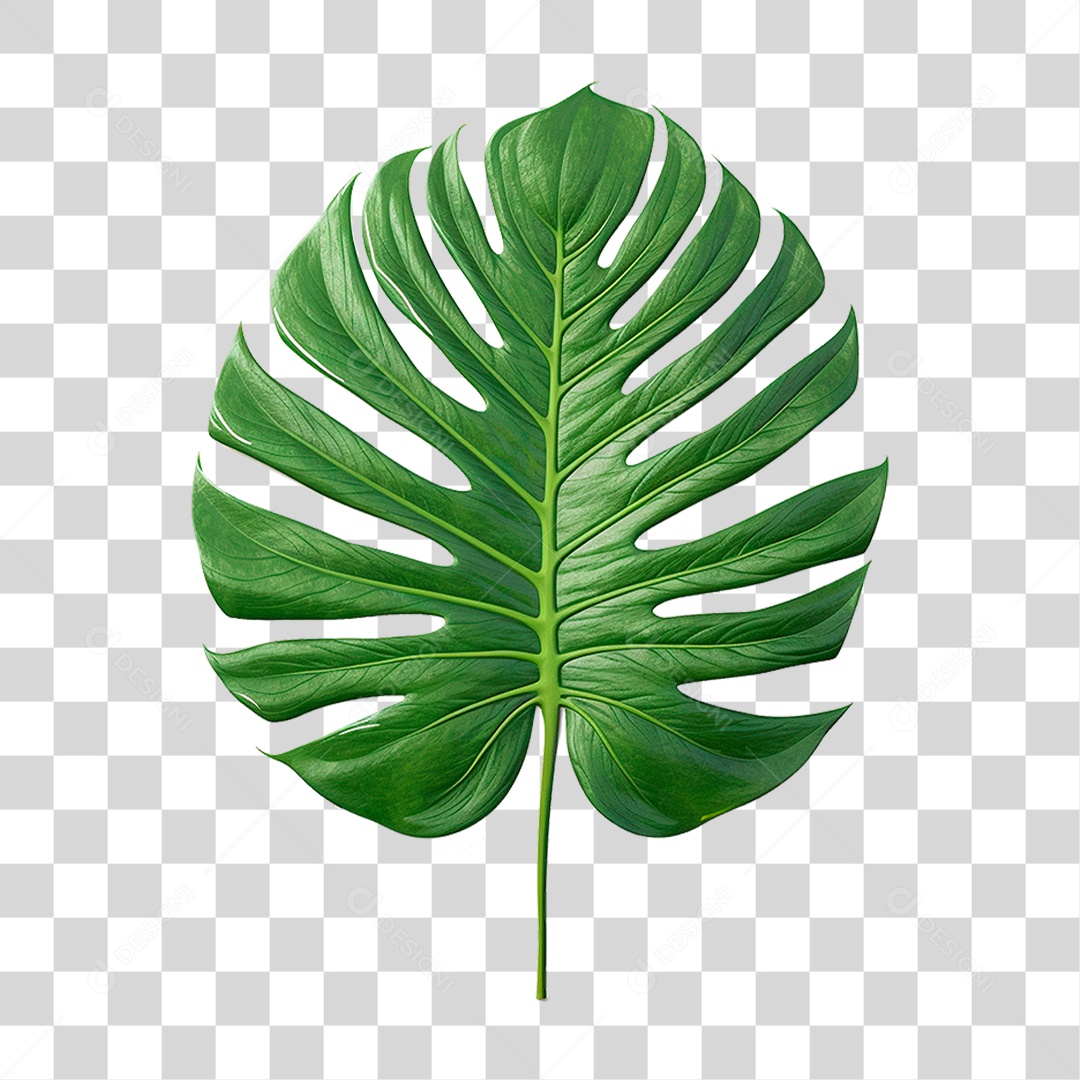 Planta Tropical PNG Transparente