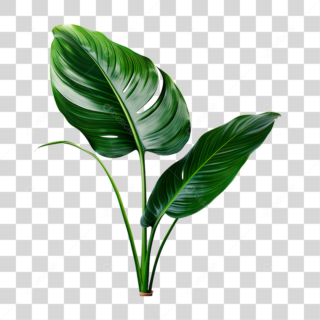 Planta Bananeira PNG Transparente