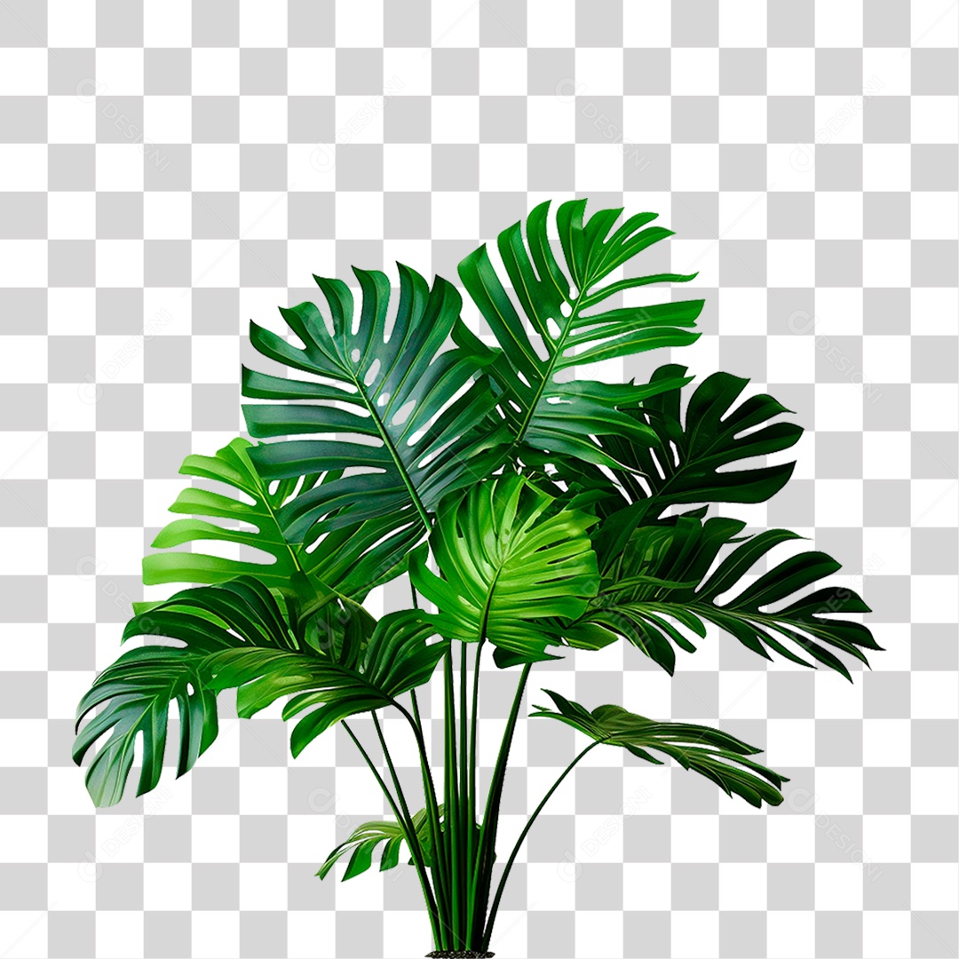 Planta Costela de Adão PNG Transparente