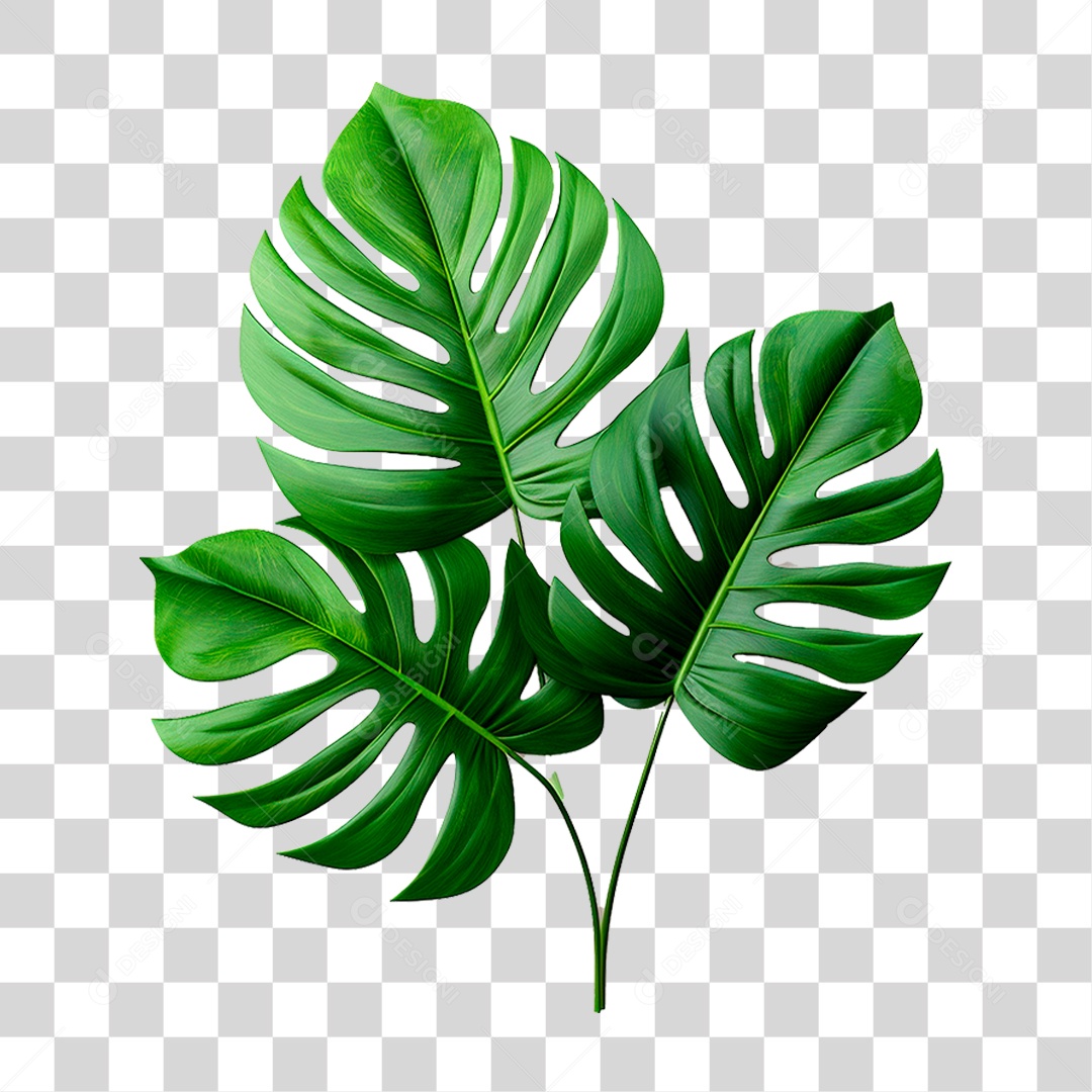 Planta Tropical PNG Transparente