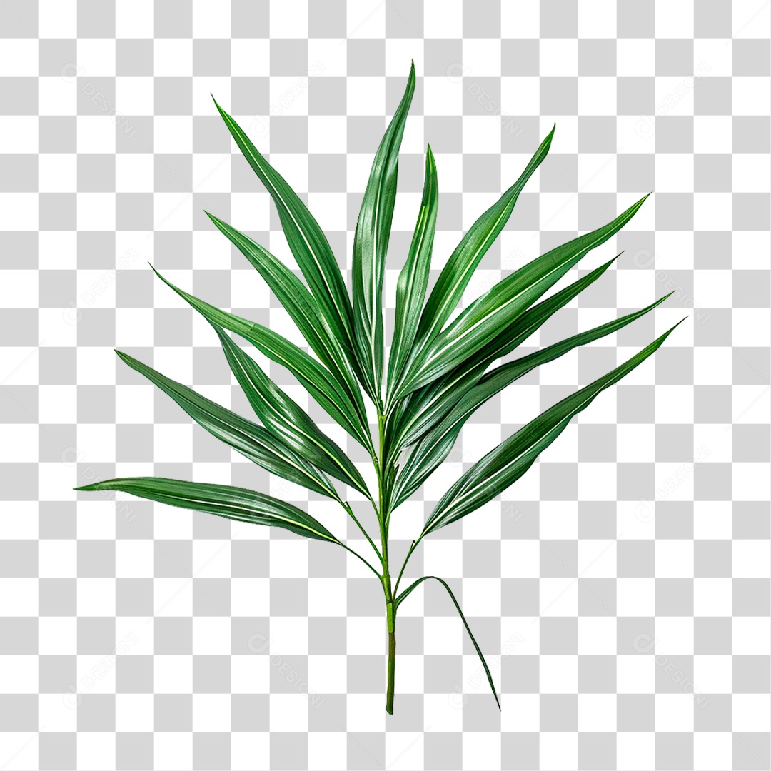 Planta Canção da Índia PNG Transparente