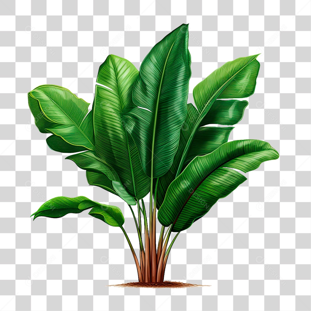 Planta Bananeira PNG Transparente