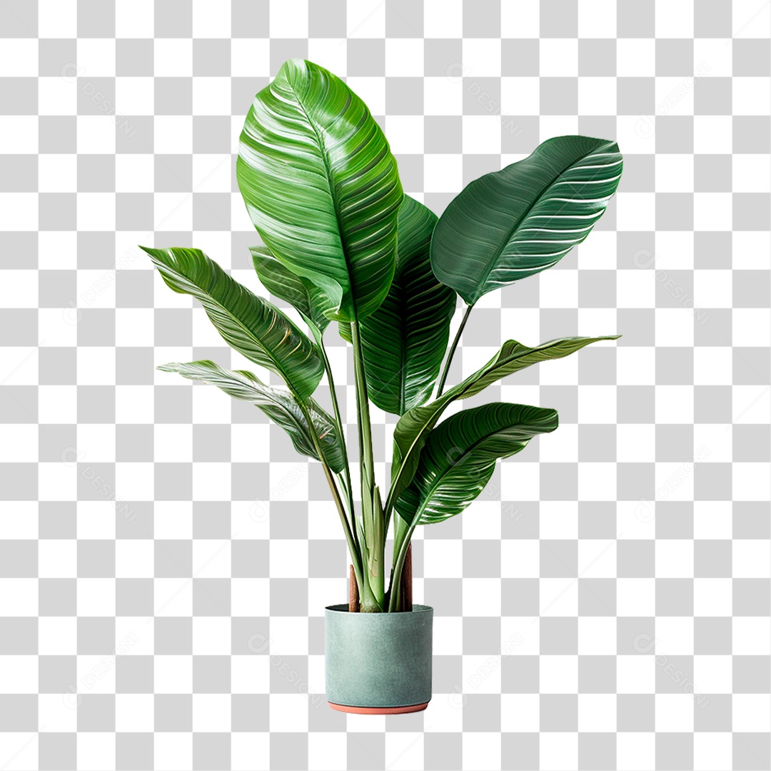 Planta Bananeira PNG Transparente