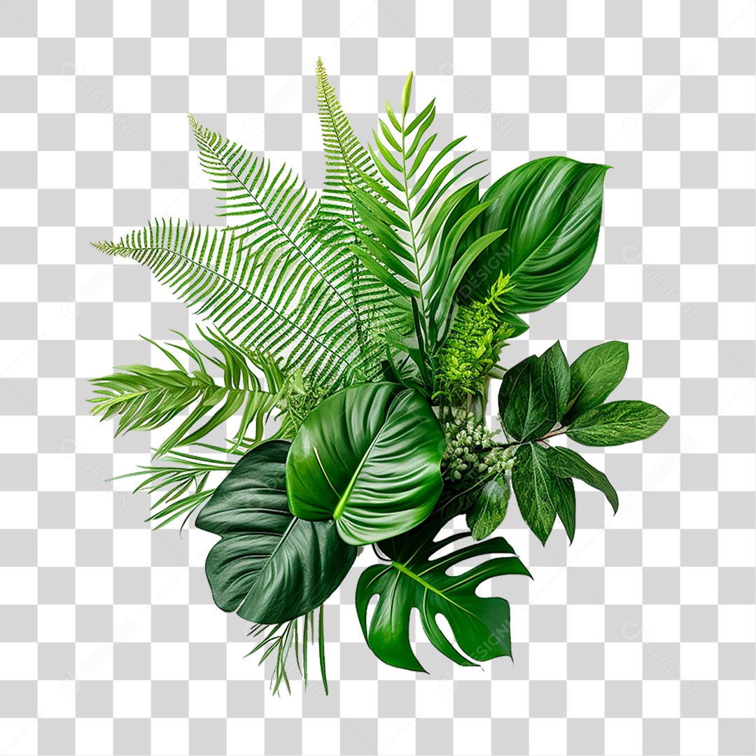 Planta Costela de Adão PNG Transparente