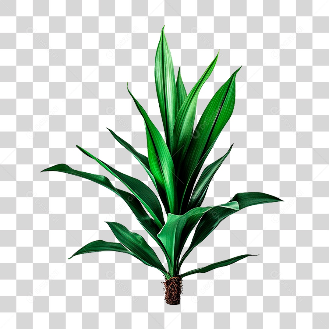 Planta Canção da Índia PNG Transparente