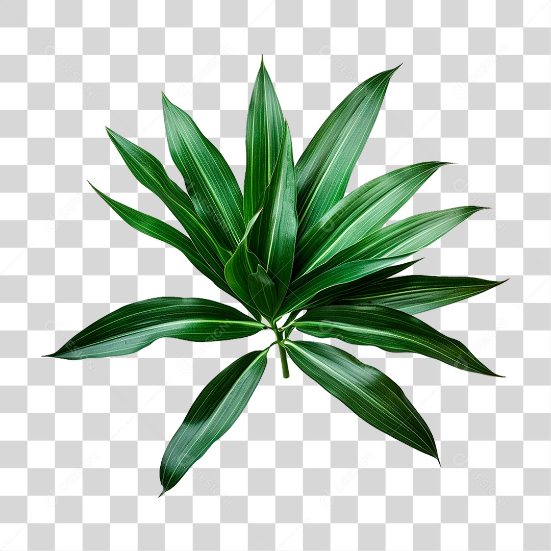 Planta Canção da Índia PNG Transparente