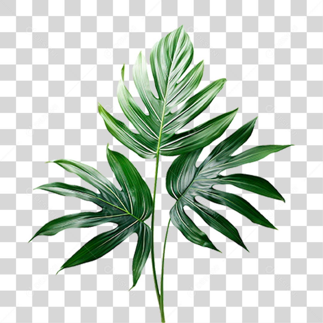 Planta Costela de Adão PNG Transparente