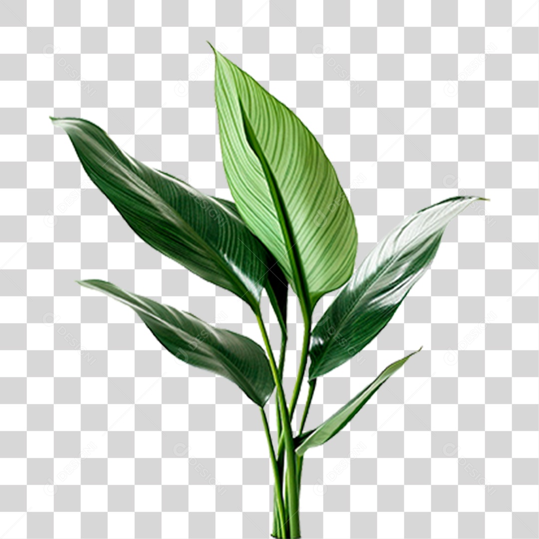 Planta Bananeira PNG Transparente