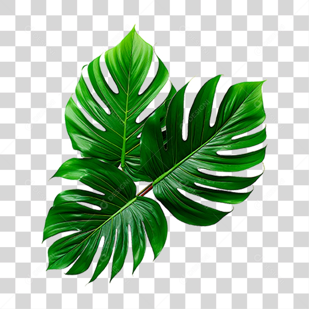 Planta Costela de Adão PNG Transparente