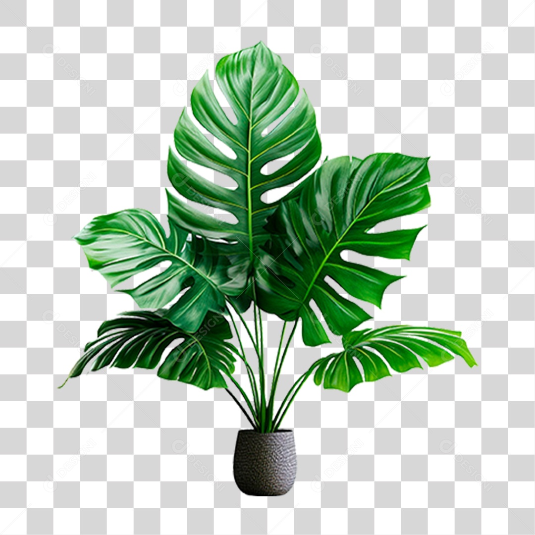 Planta Costela de Adão PNG Transparente