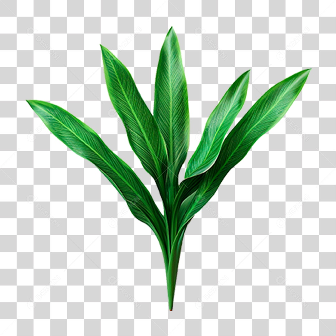 Planta Bananeira PNG Transparente