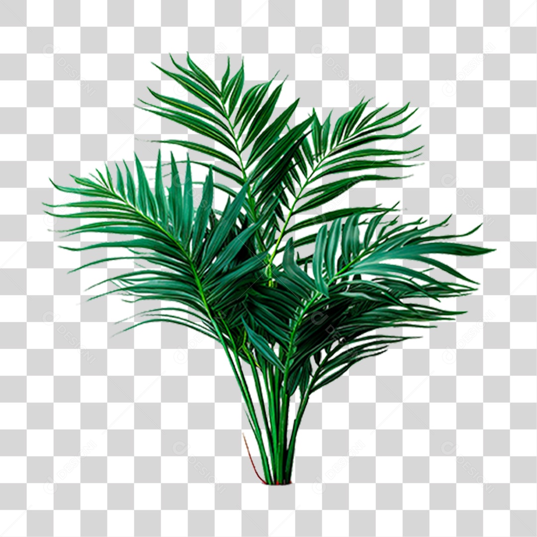 Coqueiro Verde PNG Transparente