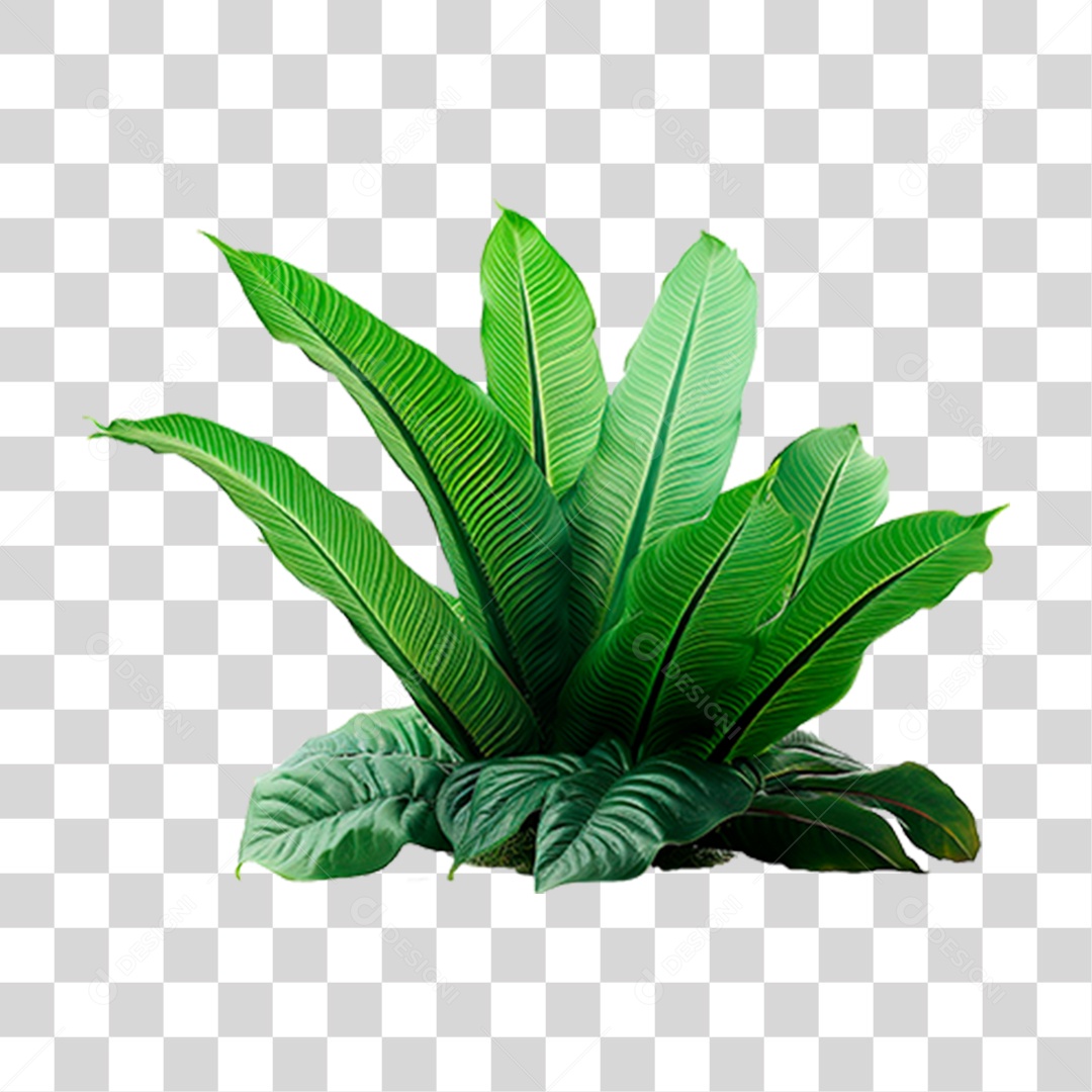 Planta Bananeira PNG Transparente