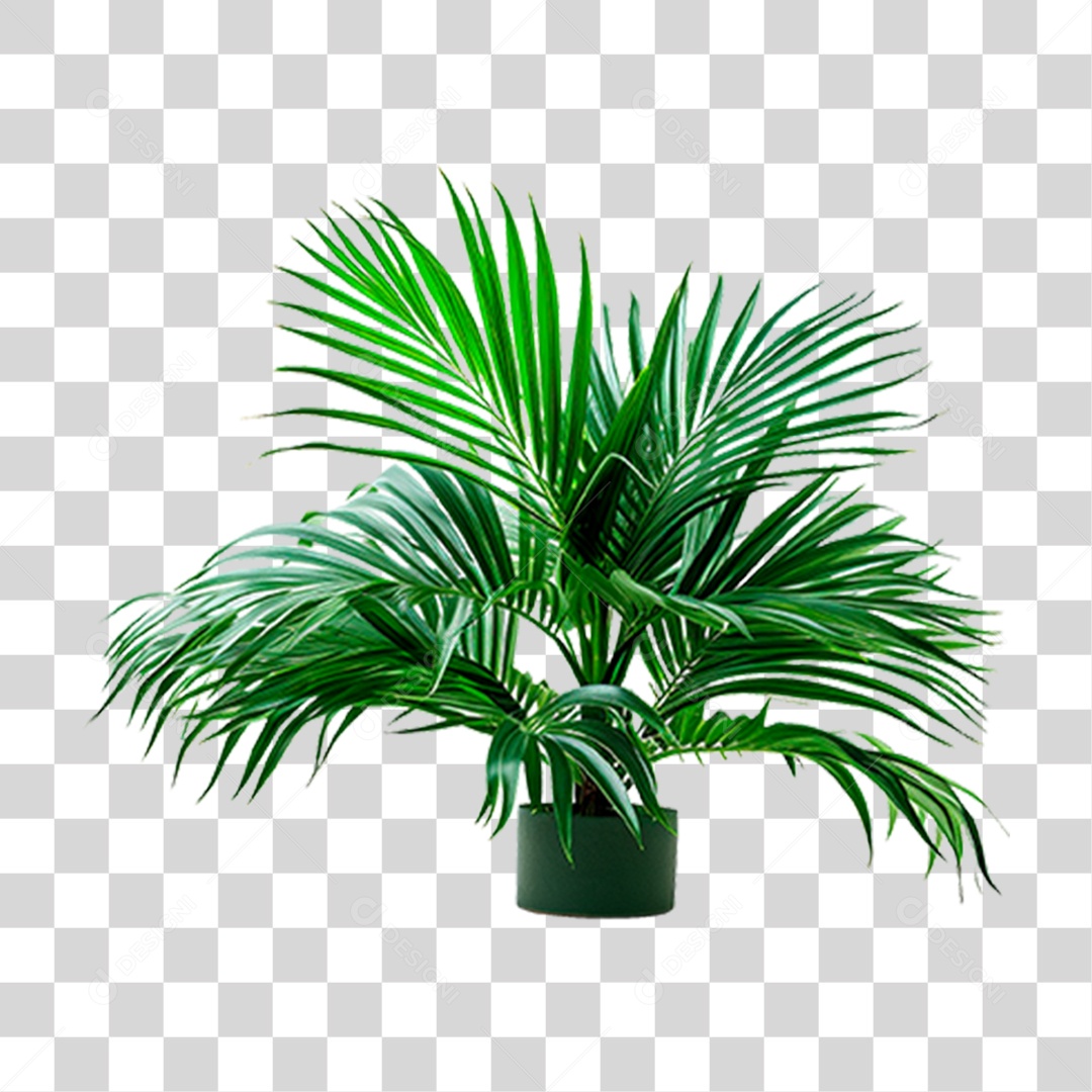 Coqueiro Verde PNG Transparente