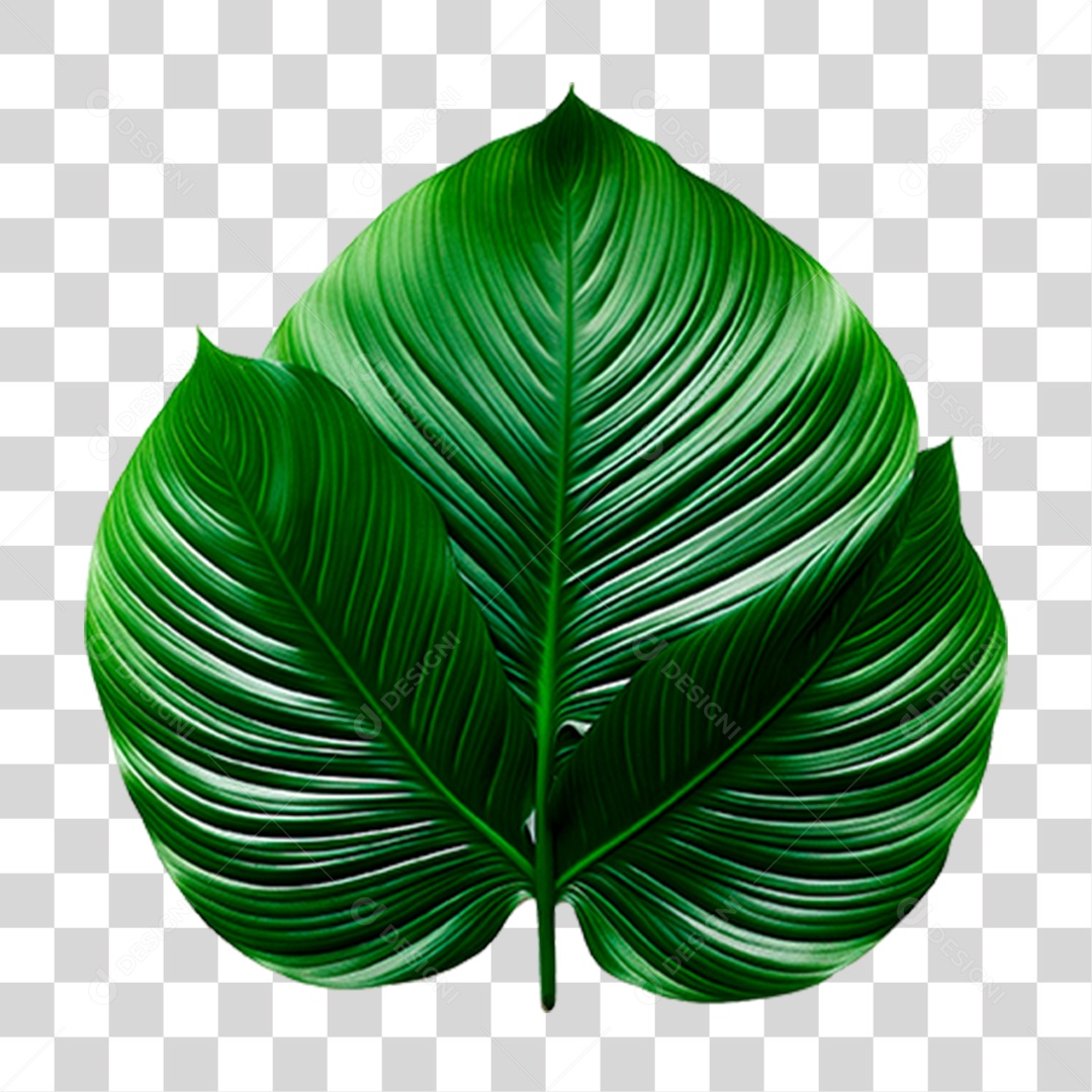 Folhas Verdes PNG Transparente