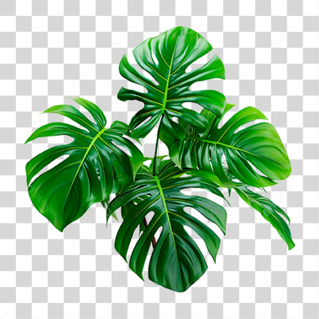 Folhas Verdes PNG Transparente