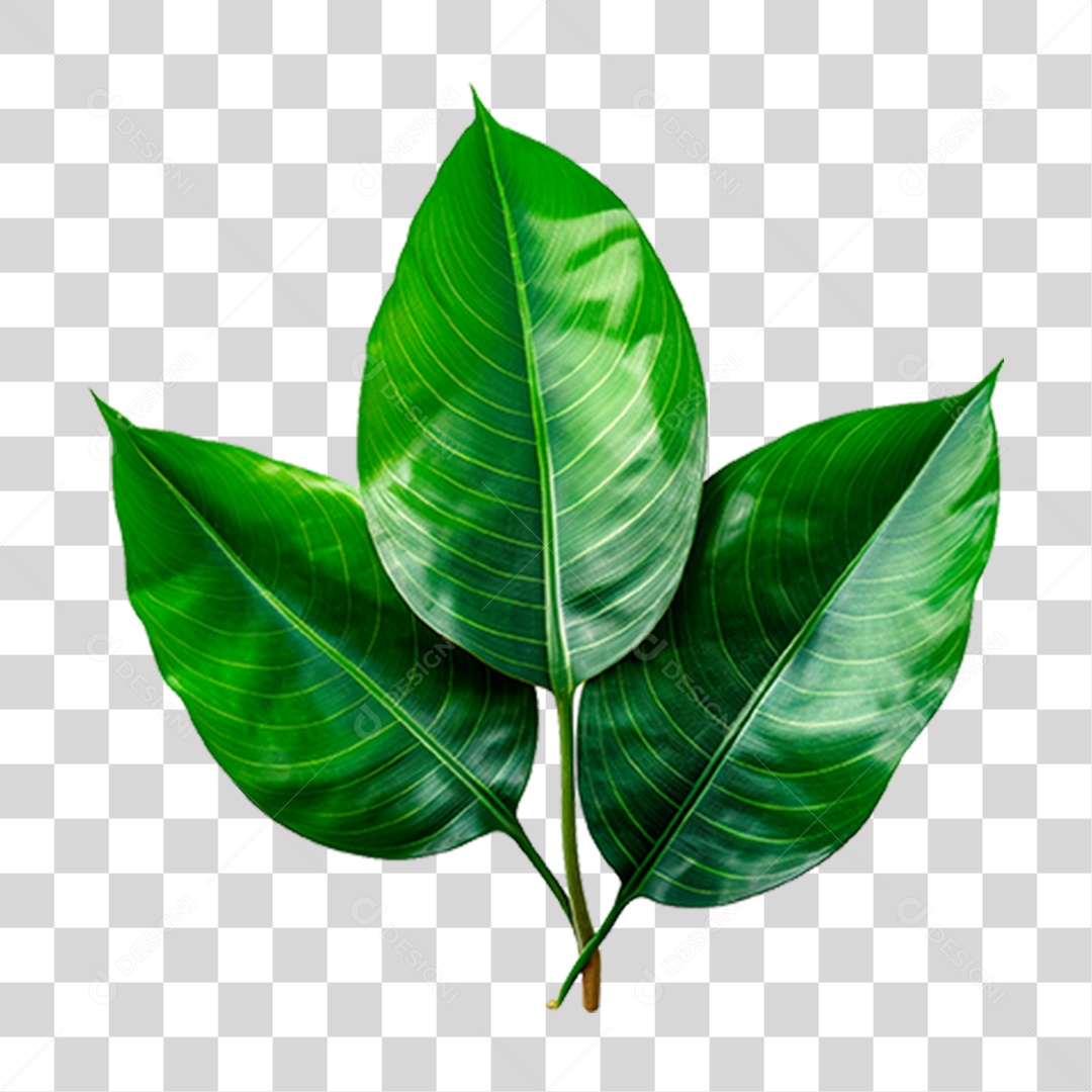 Folhas Verdes PNG Transparente