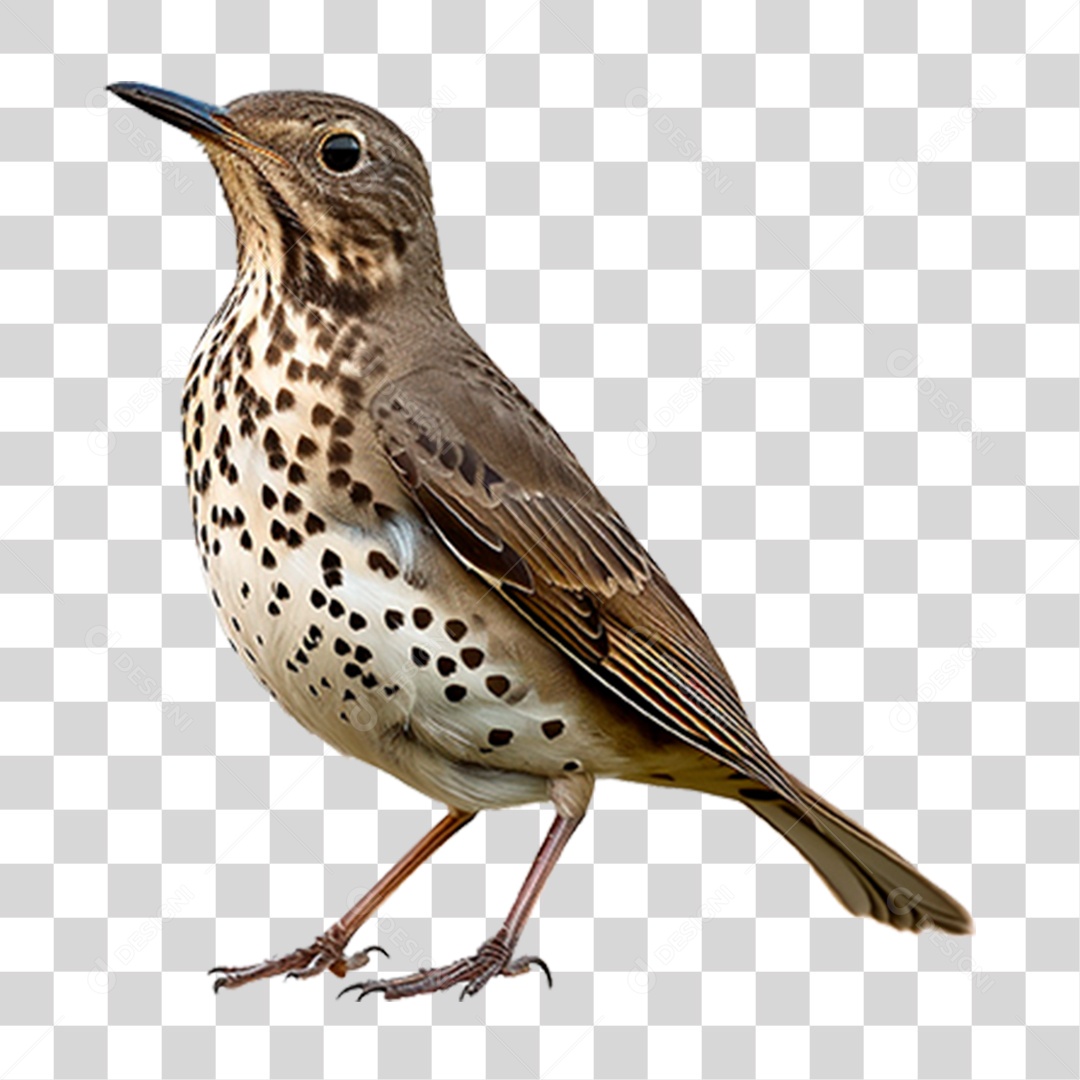 Tordo da Neve PNG Transparente