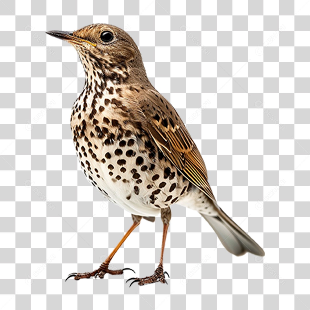 Tordo da Neve PNG Transparente