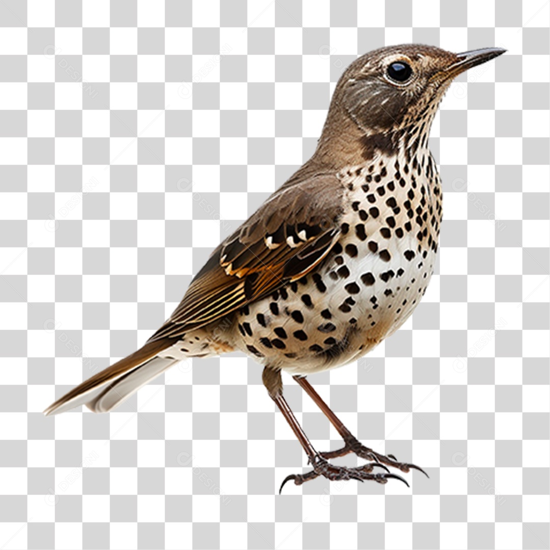 Tordo da Neve PNG Transparente