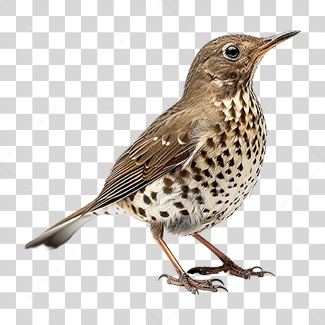 Tordo da Neve PNG Transparente