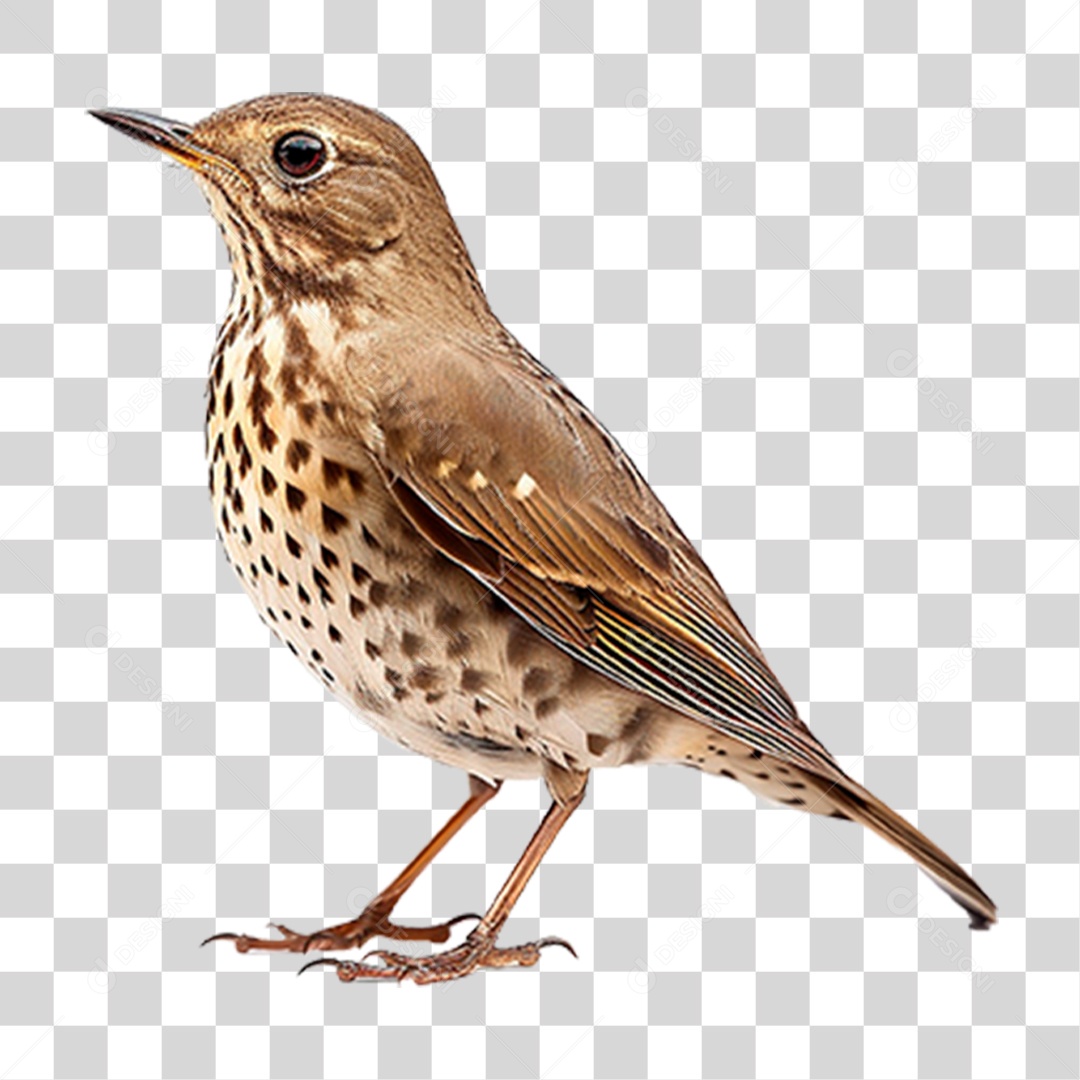 Tordo da Neve PNG Transparente