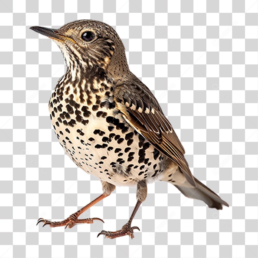 Tordo da Neve PNG Transparente