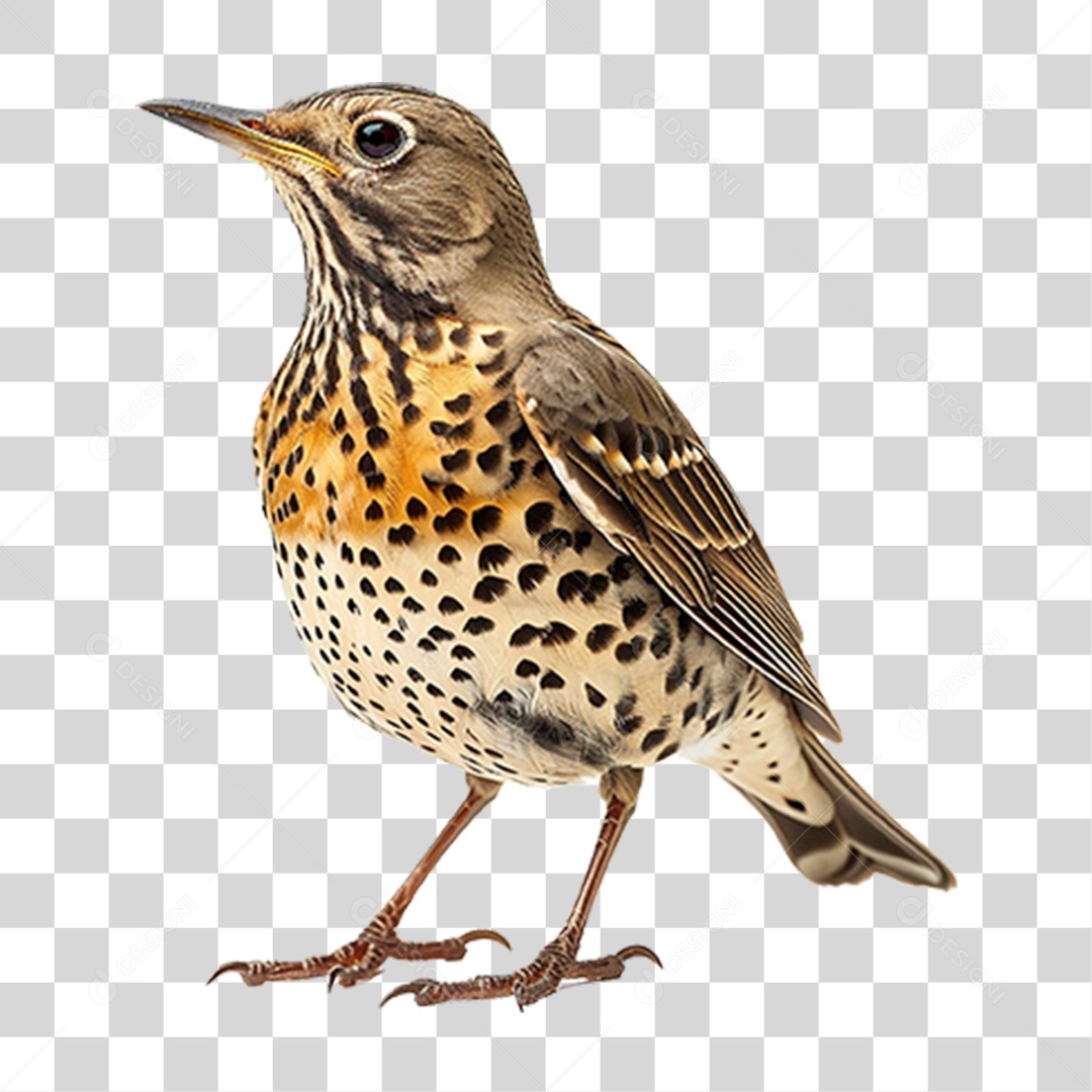 Tordo da Neve PNG Transparente