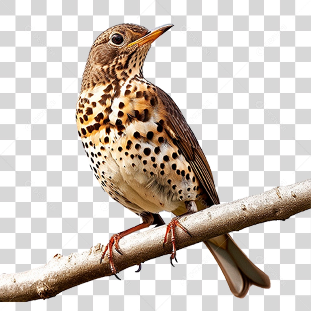 Tordo da Neve PNG Transparente