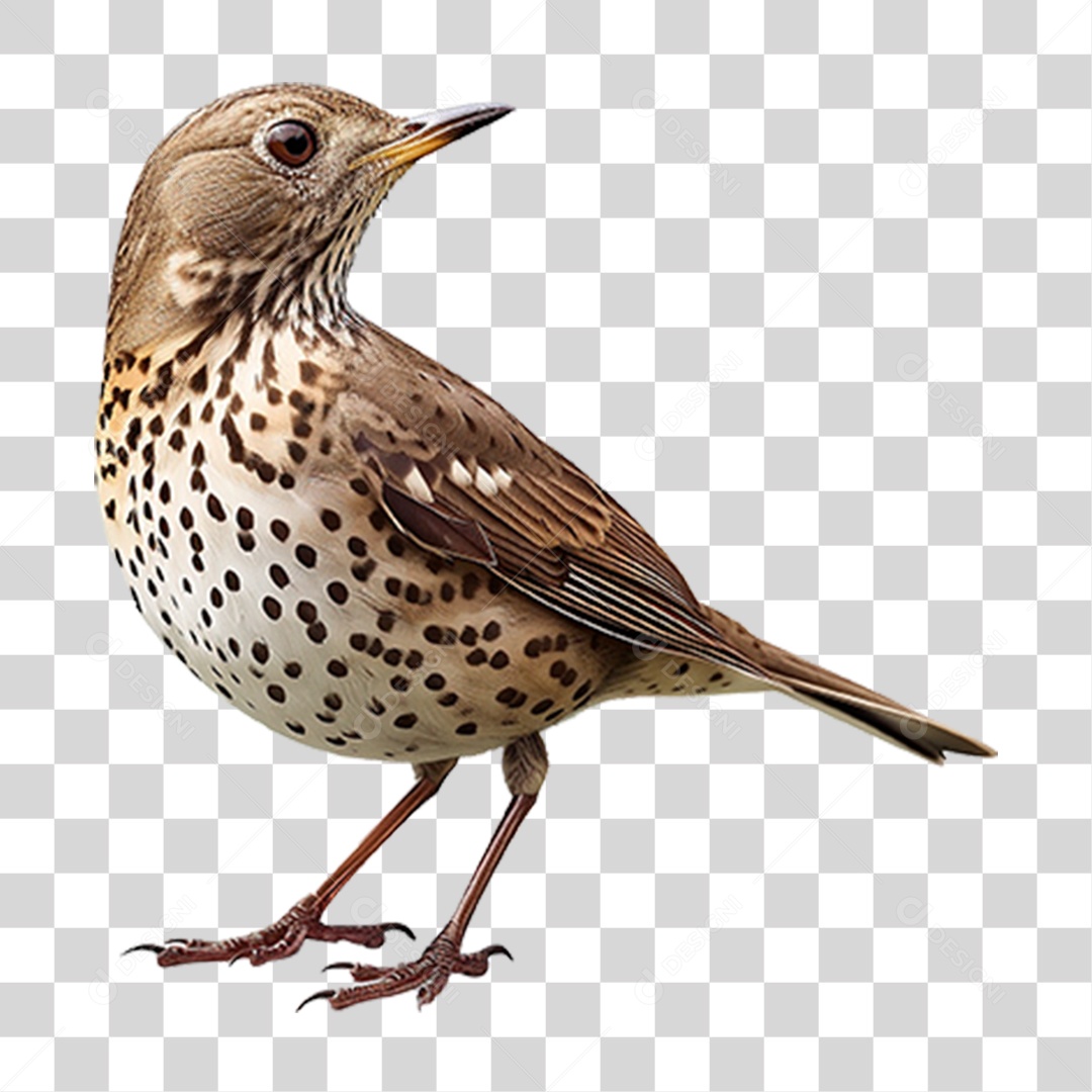 Tordo da Neve PNG Transparente