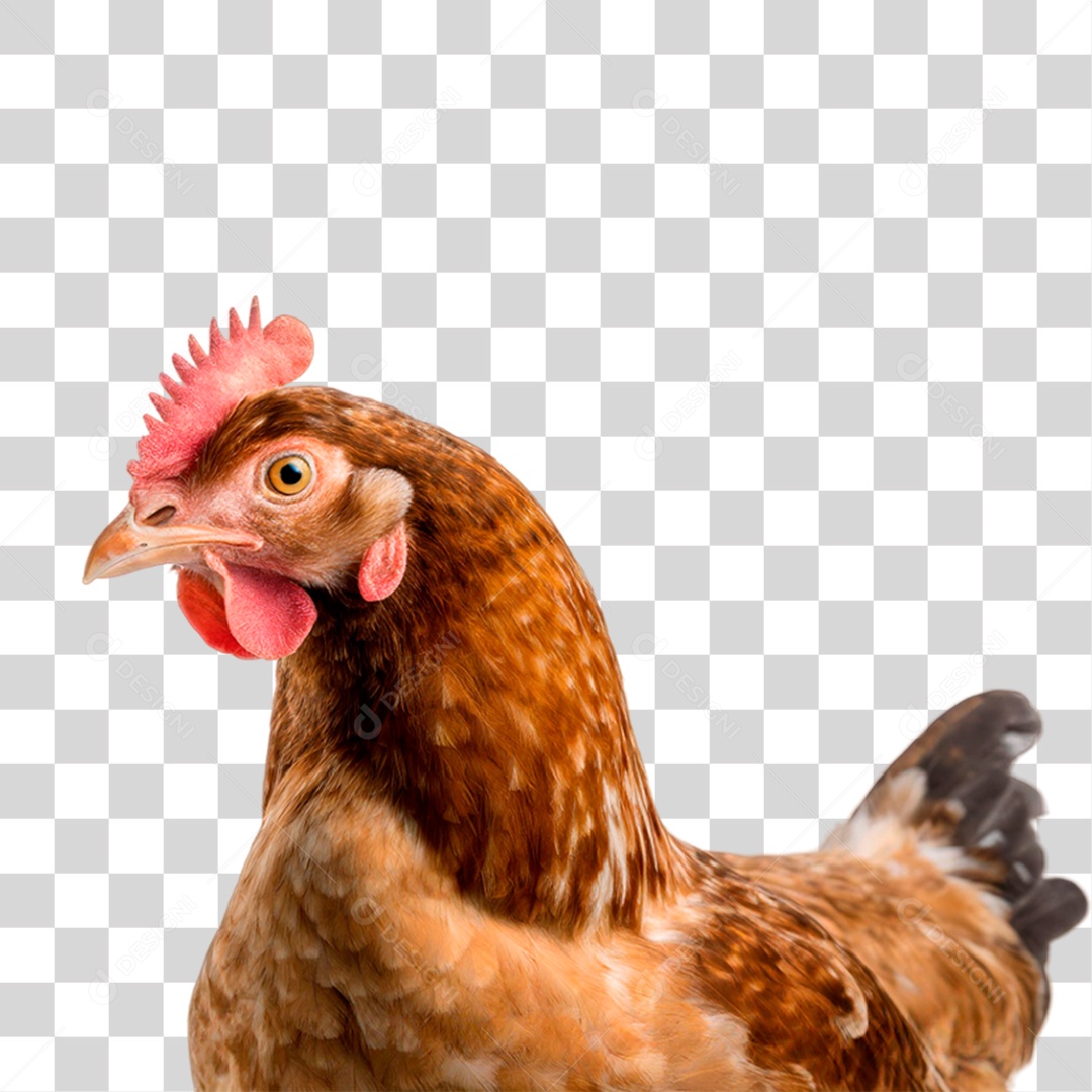 Galinha de Granja PNG Transparente
