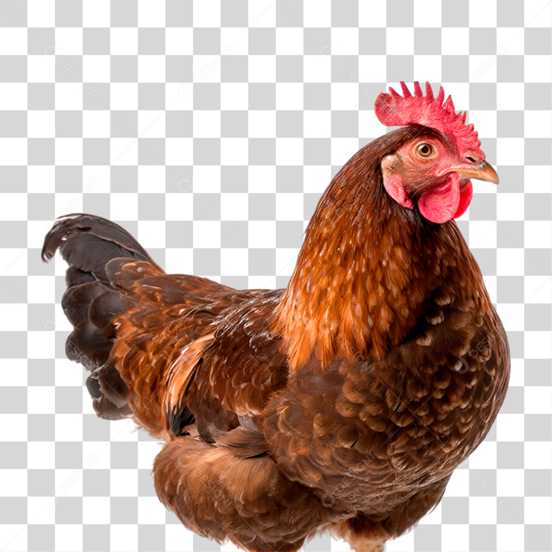 Galinha de Granja PNG Transparente