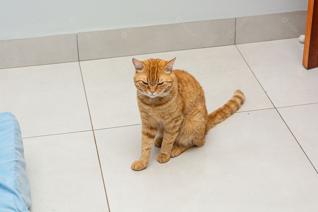 Gato laranja gengibre isolado em um fundo branco