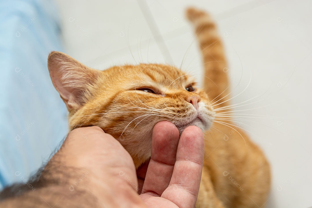 Gato laranja gengibre isolado em um fundo branco