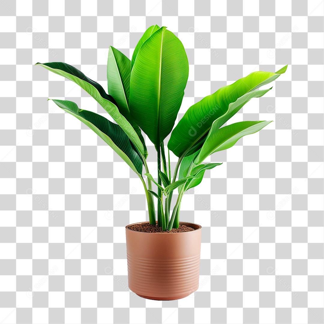 Planta Bananeira em Vaso PNG Transparente