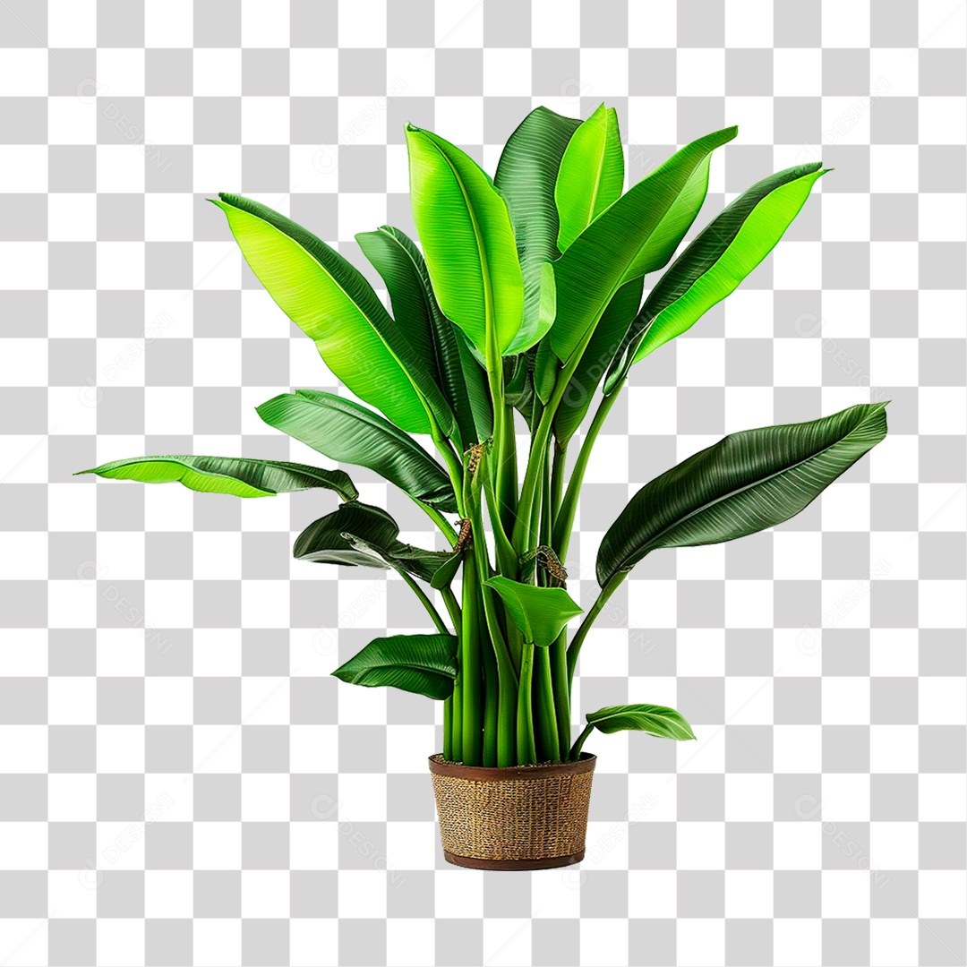 Planta Bananeira em Vaso PNG Transparente